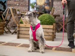 Dog Copenhagen Urban Rope V2 Hundeleine Wild Rose -Günstiges Hundeshop Geschäft 681136 Product