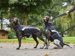 Wolters Regenjacke Xtra Strong Schwarz/neon Grün 7 Wolters Regenjacke Xtra Strong Schwarz/neon Grün -Günstiges Hundeshop Geschäft 690511 Product