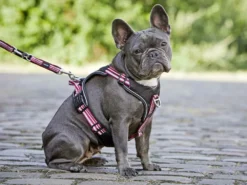 Wolters Active Pro Hundegeschirr Rot/schwarz 8 Wolters Active Pro Hundegeschirr Rot/schwarz -Günstiges Hundeshop Geschäft 691933 Product