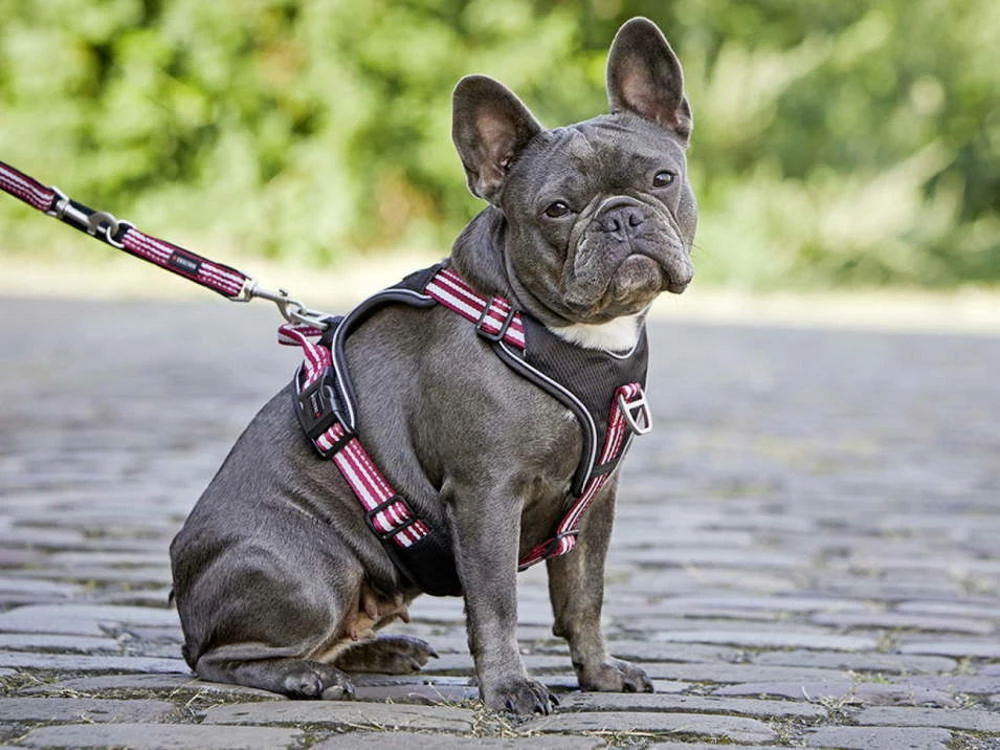 Wolters Active Pro Hundegeschirr Rot/schwarz 5 Wolters Active Pro Hundegeschirr Rot/schwarz – Bild 3