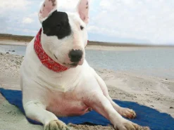 Coolkeeper Kühldecke Für Hunde Pacific Blue 7 Coolkeeper Kühldecke Für Hunde Pacific Blue -Günstiges Hundeshop Geschäft 696267 Product