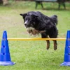 Dog Agility Pylonenhürde Kegelhürde 51 Cm