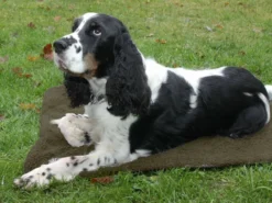 Shooterking Hunde-Thermobett -Günstiges Hundeshop Geschäft 834593 Product