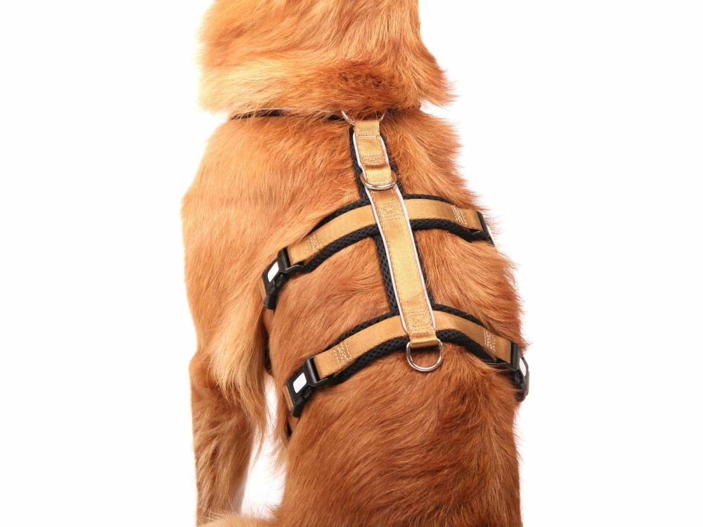 Style Snout Sicherheitsgeschirr Patch & Safe Gold 5 Style Snout Sicherheitsgeschirr Patch & Safe Gold – Bild 3