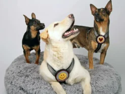 Style Snout Brustgeschirr Patch & Style Silver -Günstiges Hundeshop Geschäft 846640 Product