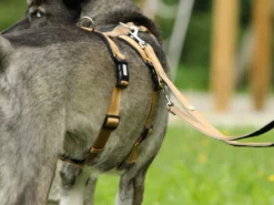 Style Snout Hundeleine Gold-Black-Edition 5 Style Snout Hundeleine Gold-Black-Edition -Günstiges Hundeshop Geschäft 846962 Product