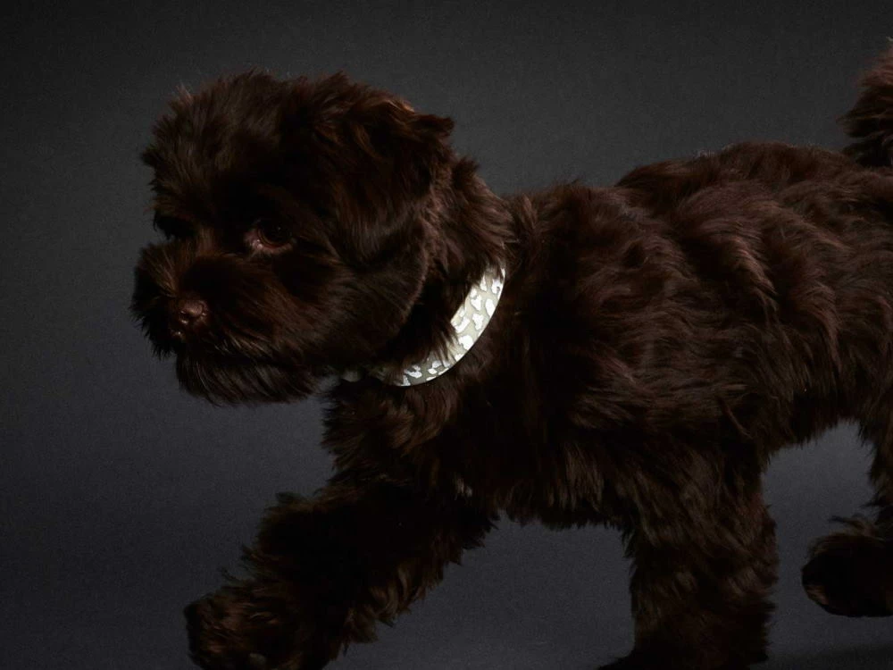 Hunter Halsband Convenience Reflect Glow 4 Hunter Halsband Convenience Reflect Glow – Bild 2