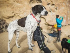 Ruffwear Knot-a-Collar™ Hundehalsband Hibiscus Pink 11 Ruffwear Knot-a-Collar™ Hundehalsband Hibiscus Pink -Günstiges Hundeshop Geschäft 849042 Product