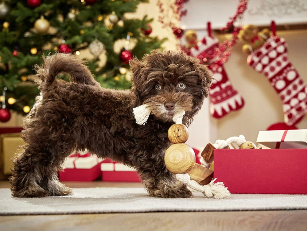 Olivi Tau-Spielzeug Schneemann Für Hunde 4 Olivi Tau-Spielzeug Schneemann Für Hunde – Bild 2