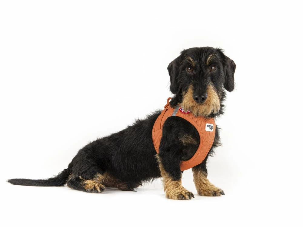 Curli Brustgeschirr Clasp Air-Mesh Sun Orange 4 Curli Brustgeschirr Clasp Air-Mesh Sun Orange – Bild 2