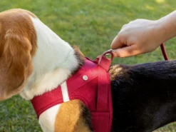 Curli Brustgeschirr Clasp Air-Mesh Ruby -Günstiges Hundeshop Geschäft 876823 Product