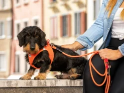 Curli Brustgeschirr Clasp Air-Mesh Sun Orange 9 Curli Brustgeschirr Clasp Air-Mesh Sun Orange -Günstiges Hundeshop Geschäft 877014 Product