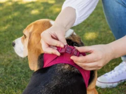 Curli Brustgeschirr Clasp Air-Mesh Sun Orange 10 Curli Brustgeschirr Clasp Air-Mesh Sun Orange -Günstiges Hundeshop Geschäft 877015 Product