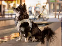 Curli Brustgeschirr Clasp Air-Mesh Light Tan 9 Curli Brustgeschirr Clasp Air-Mesh Light Tan -Günstiges Hundeshop Geschäft 877206 Product