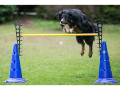 Dog Agility Pylonenhürde Höhenverstellbar Blau