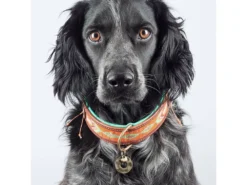 DWAM Tiger Lily Halsband Für Hunde 9 DWAM Tiger Lily Halsband Für Hunde -Günstiges Hundeshop Geschäft 880284 Product