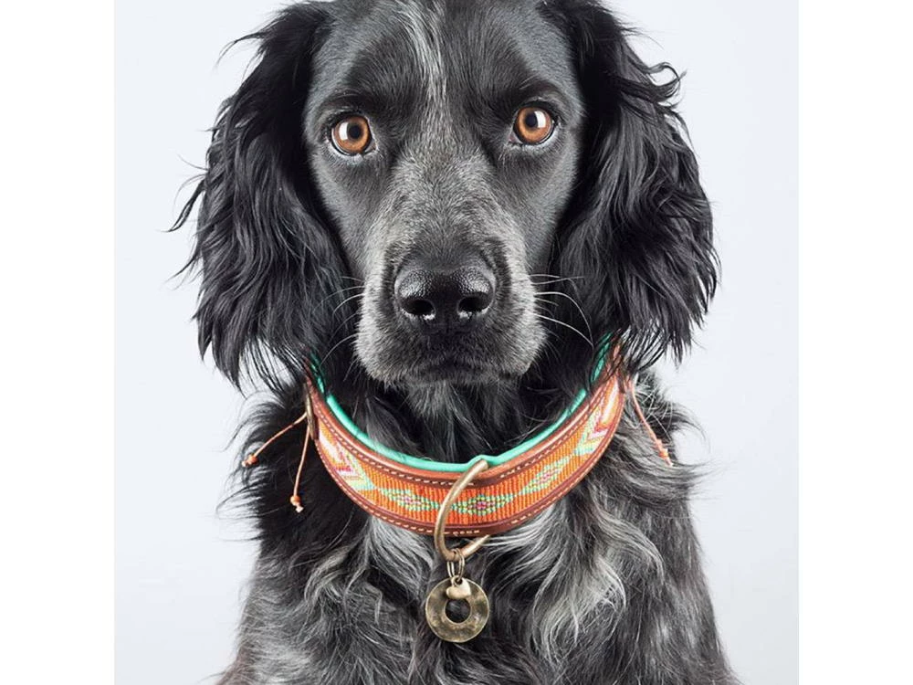 DWAM Tiger Lily Halsband Für Hunde 6 DWAM Tiger Lily Halsband Für Hunde – Bild 4