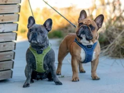 Dog Copenhagen Comfort Walk Go Hundegeschirr Mocca -Günstiges Hundeshop Geschäft 895326 Product