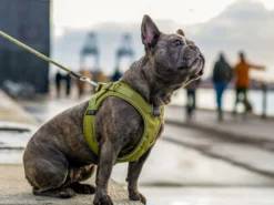 Dog Copenhagen Comfort Walk Go Hundegeschirr Mocca -Günstiges Hundeshop Geschäft 895327 Product