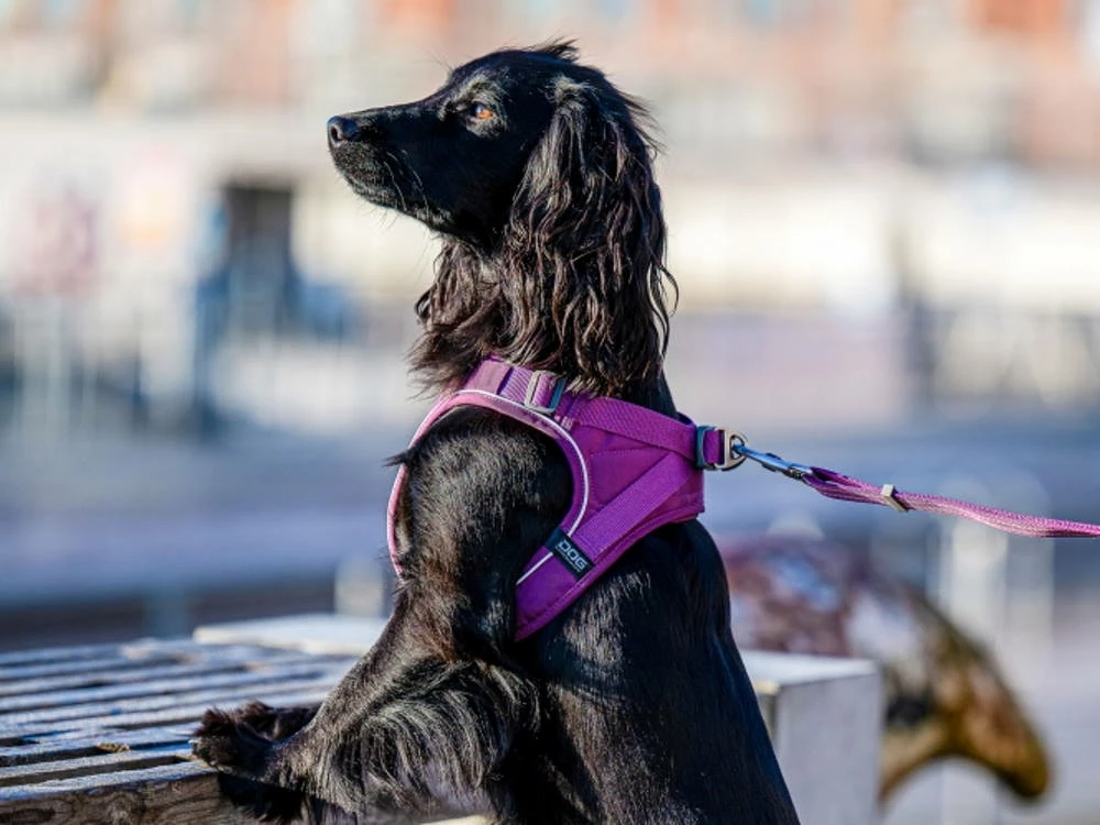 Dog Copenhagen Comfort Walk Go Hundegeschirr Purple Passion 7 Dog Copenhagen Comfort Walk Go Hundegeschirr Purple Passion – Bild 5