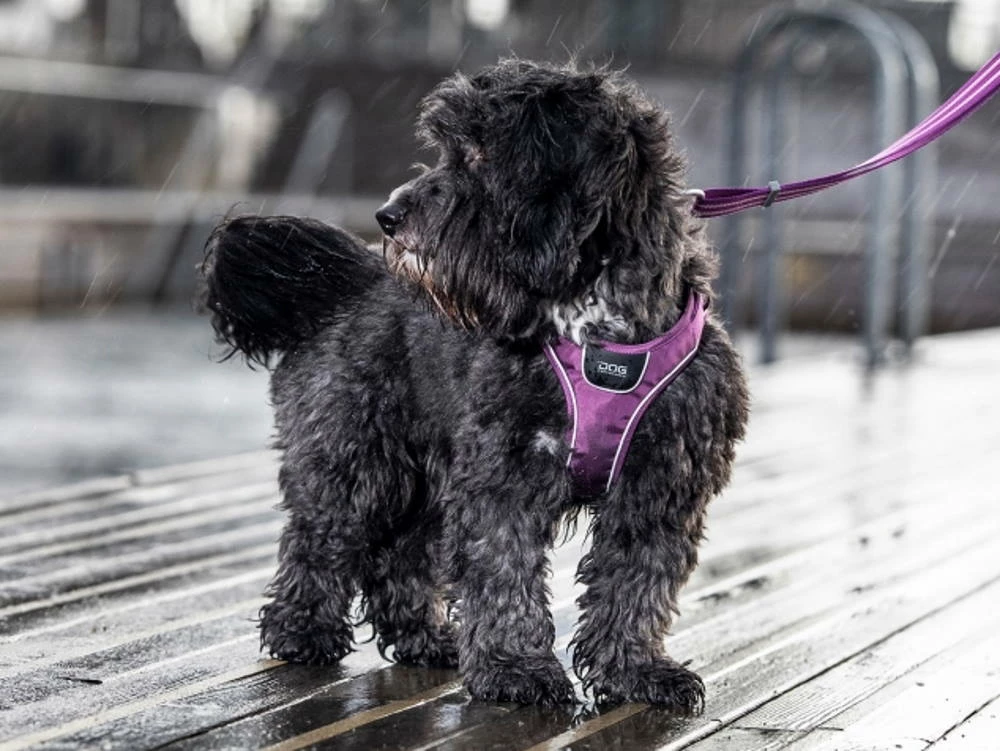 Dog Copenhagen Comfort Walk Go Hundegeschirr Purple Passion 9 Dog Copenhagen Comfort Walk Go Hundegeschirr Purple Passion – Bild 7