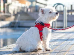 Dog Copenhagen Comfort Walk Go Hundegeschirr Classic Red -Günstiges Hundeshop Geschäft 896967 Product