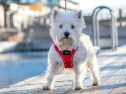 Dog Copenhagen Comfort Walk Go Hundegeschirr Classic Red -Günstiges Hundeshop Geschäft 896968 Product