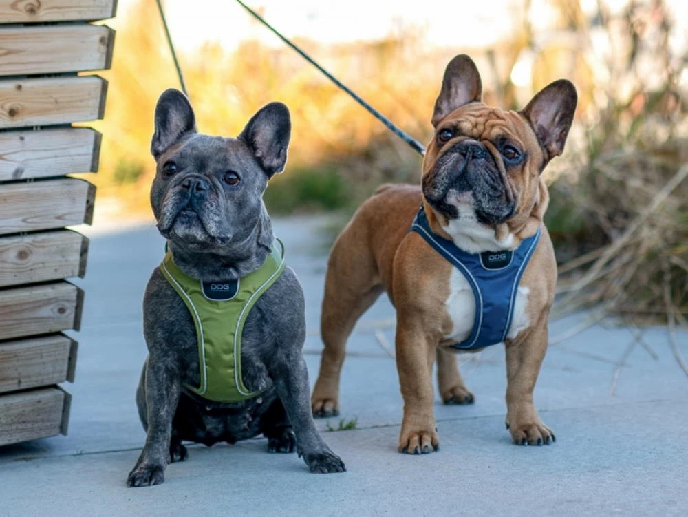 Dog Copenhagen Comfort Walk Go Hundegeschirr Hunting Green 8 Dog Copenhagen Comfort Walk Go Hundegeschirr Hunting Green – Bild 6