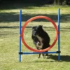 Dog Agility Champion Sprungring 70 Cm 2 Dog Agility Champion Sprungring 70 Cm -Günstiges Hundeshop Geschäft 901867 Product