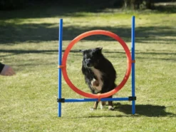 Dog Agility Champion Sprungring 70 Cm