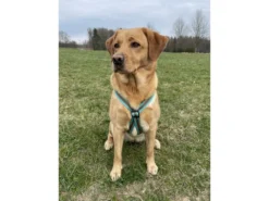 Feltmann Kreuzgeschirr Hundegeschirr Standard Soft Grip Türkis/braun -Günstiges Hundeshop Geschäft 901883 Product