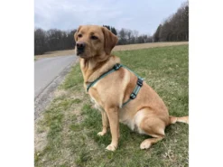 Feltmann Kreuzgeschirr Hundegeschirr Standard Soft Grip Türkis/braun -Günstiges Hundeshop Geschäft 901891 Product