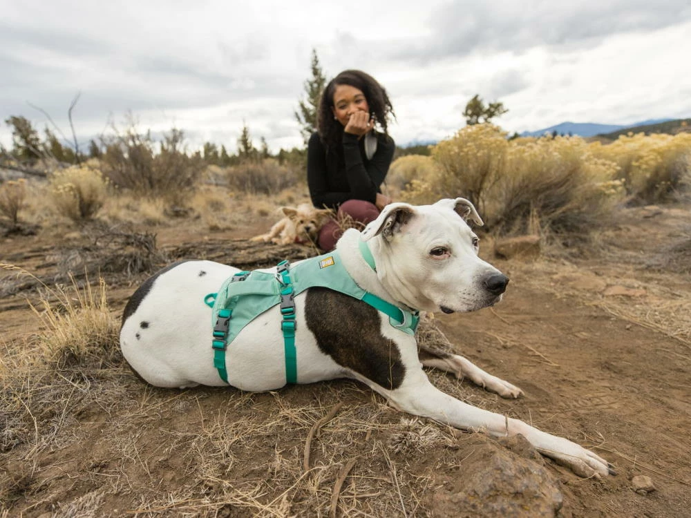 Ruffwear® Flagline™ 2.0 Hundegeschirr Sage Green 9 Ruffwear® Flagline™ 2.0 Hundegeschirr Sage Green – Bild 7