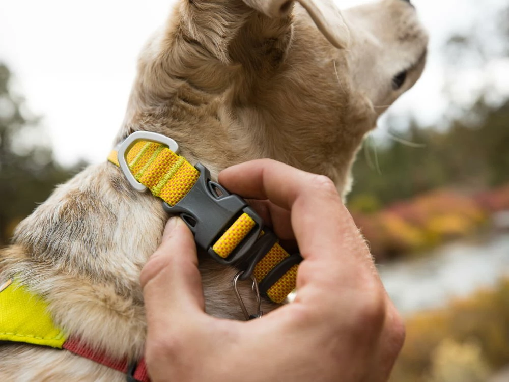 Ruffwear Hi & Light™ Leichtes Hundehalsband Lichen Green 6 Ruffwear Hi & Light™ Leichtes Hundehalsband Lichen Green – Bild 4