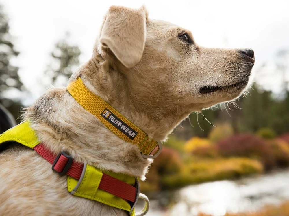 Ruffwear Hi & Light™ Leichtes Hundehalsband Lichen Green 8 Ruffwear Hi & Light™ Leichtes Hundehalsband Lichen Green – Bild 6