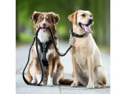 Wolters Active Pro Halsband Schwarz/schwarz -Günstiges Hundeshop Geschäft 916638 Product