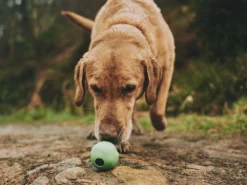 Beco Ball Snackball Large 11 Beco Ball Snackball Large -Günstiges Hundeshop Geschäft 917945 Product