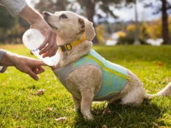 Ruffwear Swamp Cooler Zip Kühlweste Für Hunde Blue Mist 17 Ruffwear Swamp Cooler Zip Kühlweste Für Hunde Blue Mist -Günstiges Hundeshop Geschäft 920138 Product