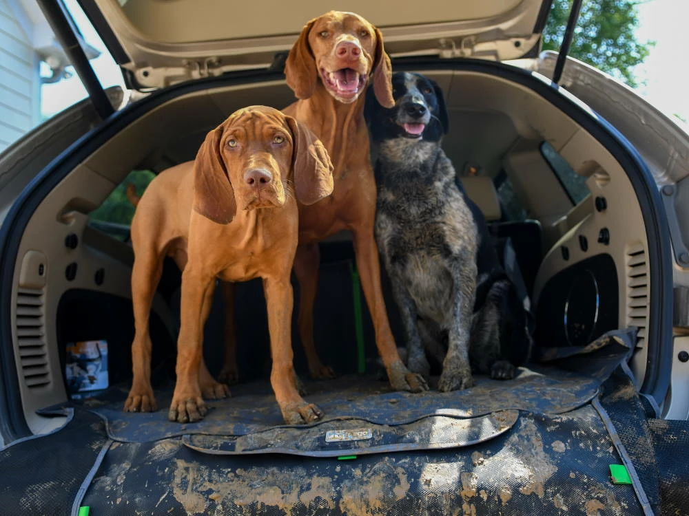 Kurgo Cargo Cape Kofferraum Schutzdecke 8 Kurgo Cargo Cape Kofferraum Schutzdecke – Bild 6