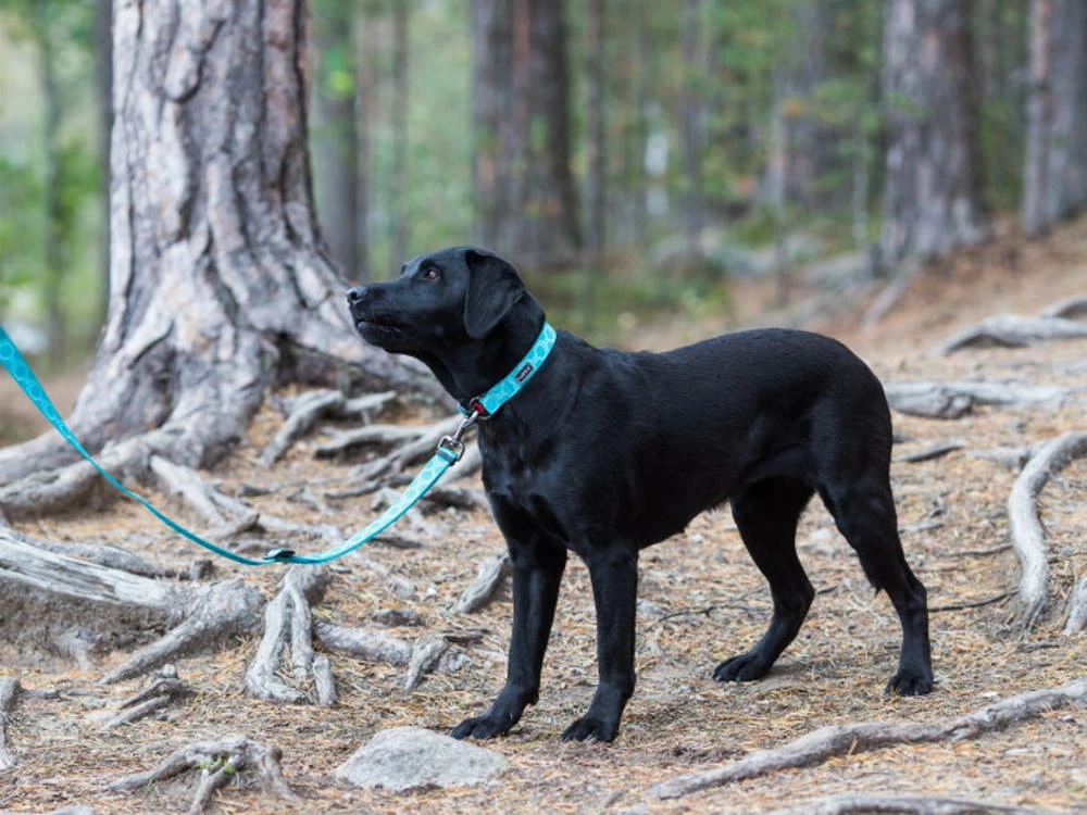 Rukka Pets Hundeleine Twist Eco Türkis 4 Rukka Pets Hundeleine Twist Eco Türkis – Bild 2