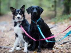 Rukka Pets Hundeleine Twist Eco Türkis 8 Rukka Pets Hundeleine Twist Eco Türkis -Günstiges Hundeshop Geschäft 929914 Product