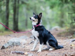 Rukka Pets Hundeleine Twist Eco Red 7 Rukka Pets Hundeleine Twist Eco Red -Günstiges Hundeshop Geschäft 929945 Product