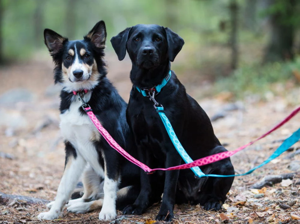 Rukka Pets Hundeleine Twist Eco Red 5 Rukka Pets Hundeleine Twist Eco Red – Bild 3