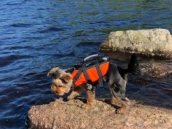 Rukka Pets Schwimmweste Für Hunde Safty Orange 10 Rukka Pets Schwimmweste Für Hunde Safty Orange -Günstiges Hundeshop Geschäft 930655 Product