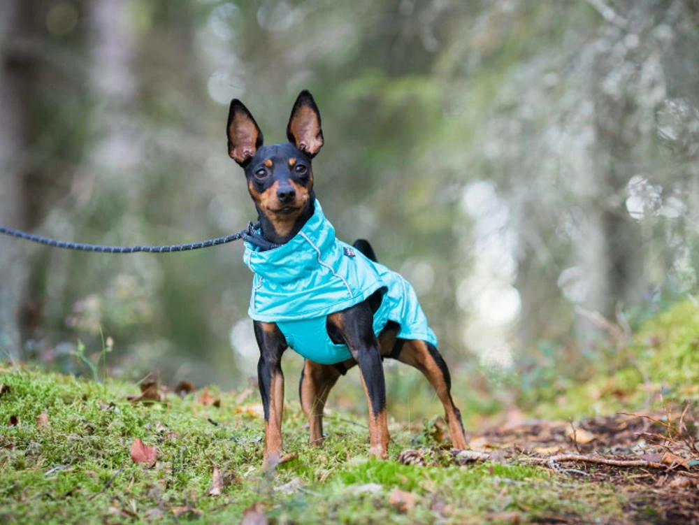 Rukka Pets Regenjacke Für Hunde Hase Aqua 5 Rukka Pets Regenjacke Für Hunde Hase Aqua – Bild 3
