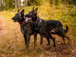 Rukka Pets Neopren Halsband Cube Soft Gepolstert 9 Rukka Pets Neopren Halsband Cube Soft Gepolstert -Günstiges Hundeshop Geschäft 931656 Product