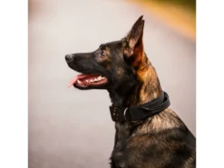 Rukka Pets Halsband Mit Griff Mission Schwarz 8 Rukka Pets Halsband Mit Griff Mission Schwarz -Günstiges Hundeshop Geschäft 932473 Product