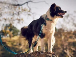 Rukka Pets Hundeleine Bliss Türkis 5 Rukka Pets Hundeleine Bliss Türkis -Günstiges Hundeshop Geschäft 933681 Product