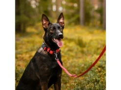 Rukka Pets Hundeleine Bliss Red 5 Rukka Pets Hundeleine Bliss Red -Günstiges Hundeshop Geschäft 933745 Product