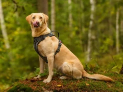 Rukka Pets Hundegeschirr Star Black -Günstiges Hundeshop Geschäft 933993 Product